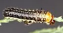 Subtropical Tamarisk Beetle - photo 3