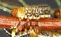 Subtropical Tamarisk Beetle - photo 4