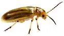 Subtropical Tamarisk Beetle - photo 5