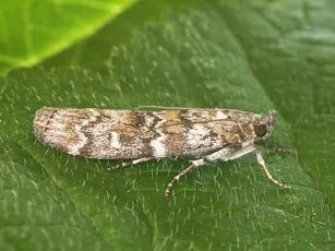 Dioryctria abietella