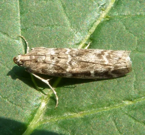 Dioryctria abietella - photo 2