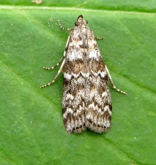 Dioryctria abietella - photo 3