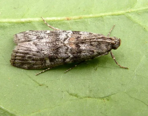 Dioryctria abietella - photo 4