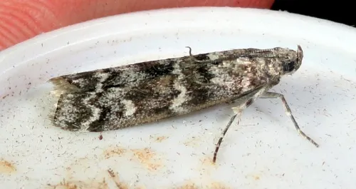 Dioryctria abietella - photo 5