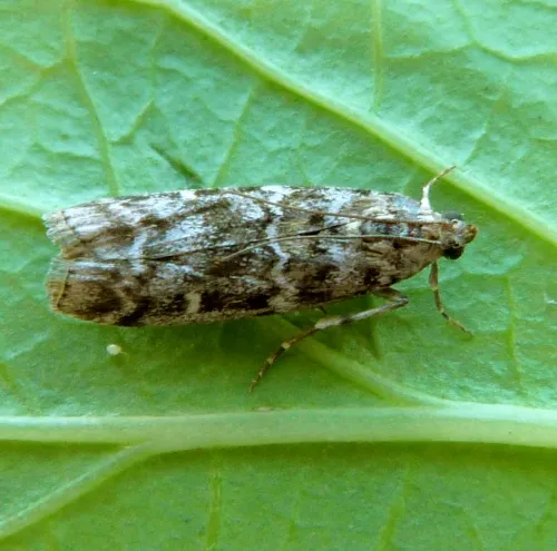Dioryctria abietella - photo 6