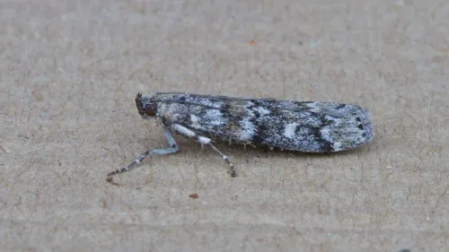 Dioryctria abietella - photo 7