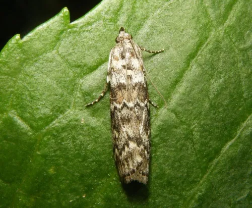 Dioryctria abietella - photo 8
