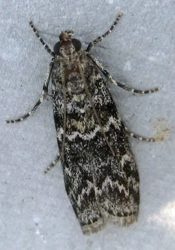 Fir Coneworm - Hodges#5841