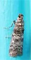 Dioryctria albovittella - Hodges#5859