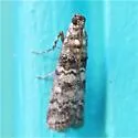 Dioryctria albovittella - Hodges#5859 - photo 4