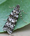 Southern Pine Coneworm - Hodges#5853 - Dioryctria amatella