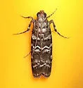 Southern Pine Coneworm - Hodges#5853 - photo 2