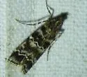 Southern Pine Coneworm - Hodges#5853 - photo 4