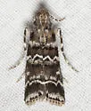 Southern Pine Coneworm - Hodges#5853 - photo 5