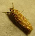 Ponderosa Pine Coneworm Moth - Hodges#5846