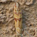 Ponderosa Pine Coneworm Moth - Hodges#5846 - photo 2
