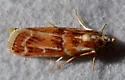 Ponderosa Pine Coneworm Moth - Hodges#5846 - photo 3