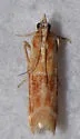 Ponderosa Pine Coneworm Moth - Hodges#5846 - photo 4