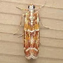 Ponderosa Pine Coneworm Moth - Hodges#5846 - photo 5