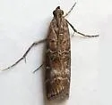 Dioryctria banksiella - Hodges#5858
