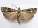 Dioryctria banksiella - Hodges#5858 - photo 3
