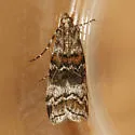 Dioryctria banksiella - Hodges#5858 - photo 4