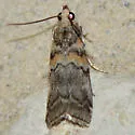Dioryctria caesirufella - Hodges#5849.1