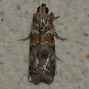 Dioryctria caesirufella - Hodges#5849.1 - photo 2