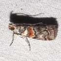 Dioryctria caesirufella - Hodges#5849.1 - photo 4