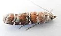 Western Pine Moth - Hodges#5854