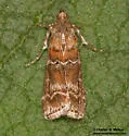 Western Pine Moth - Hodges#5854 - photo 2