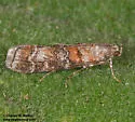 Western Pine Moth - Hodges#5854 - photo 4