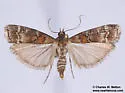 Western Pine Moth - Hodges#5854 - photo 5