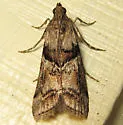 Blister Coneworm - Hodges#5863.1