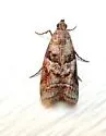 Blister Coneworm - Hodges#5863.1 - photo 2