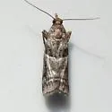 Blister Coneworm - Hodges#5863.1 - photo 3