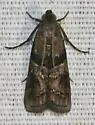 Blister Coneworm - Hodges#5863.1 - photo 4