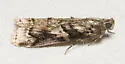 Blister Coneworm - Hodges#5863.1 - photo 5