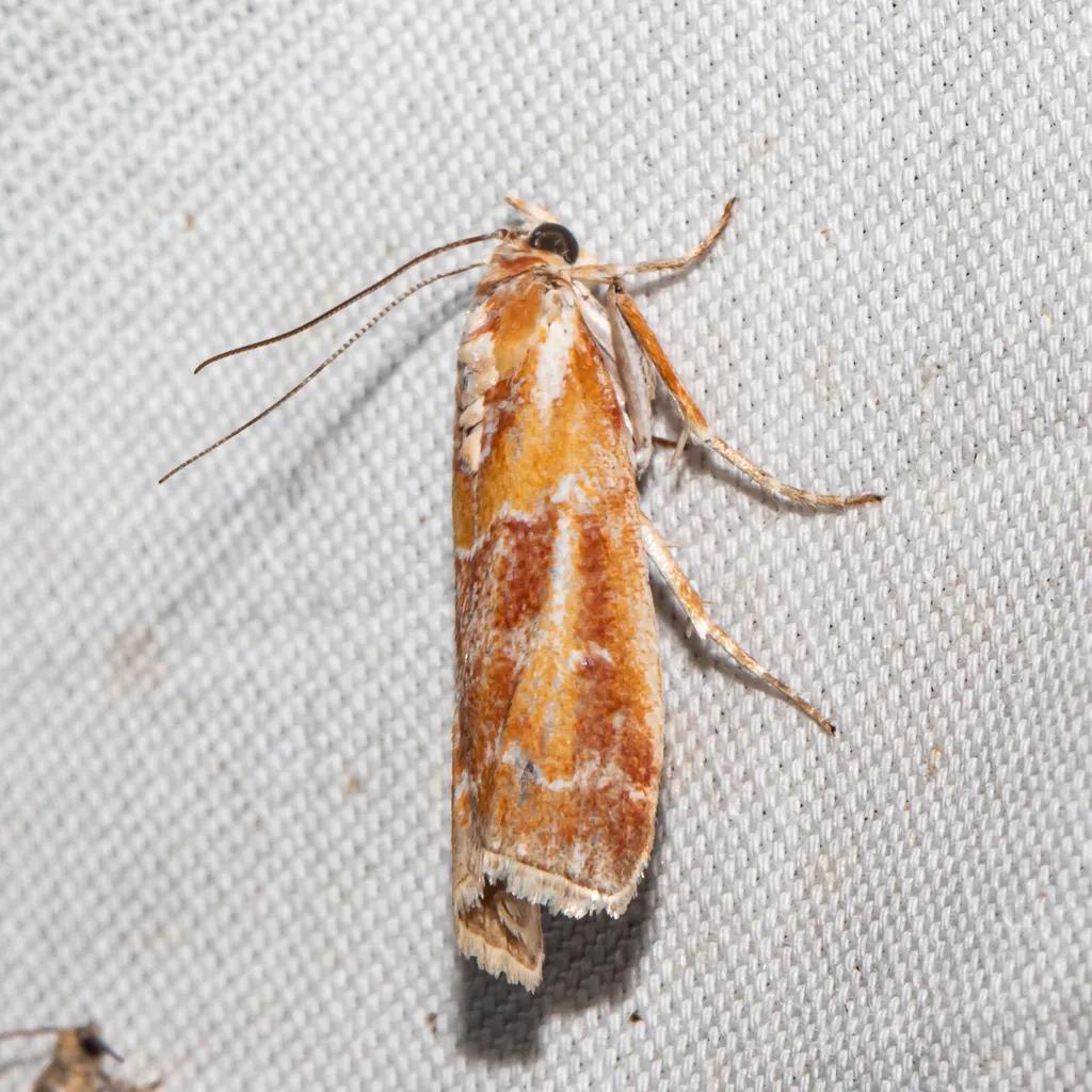 Webbing Coneworm Moth - Hodges#5847 - photo 2