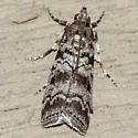 South Coastal Coneworm - Hodges#5863.4