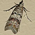 South Coastal Coneworm - Hodges#5863.4 - photo 2