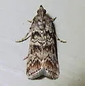South Coastal Coneworm - Hodges#5863.4 - photo 3