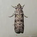 South Coastal Coneworm - Hodges#5863.4 - photo 4