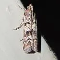 South Coastal Coneworm - Hodges#5863.4 - photo 5