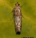 Dioryctria erythropasa - Hodges#5848