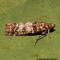 Dioryctria erythropasa - Hodges#5848 - photo 2