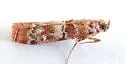 Dioryctria erythropasa - Hodges#5848 - photo 3