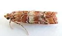 Dioryctria erythropasa - Hodges#5848 - photo 4