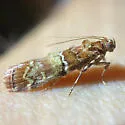 Dioryctria erythropasa - Hodges#5848 - photo 5