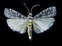 Dioryctria gulosella - Hodges#5862
